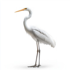 Obraz premium Crane Bird Isolated