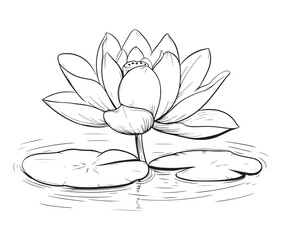 Lotus flower vector. Outline of a beautiful flower. Cartoon lotus flower, 