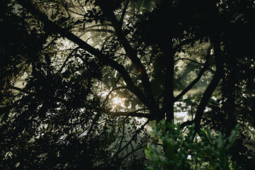 In the morning light, the forest came alive as sunlight filtered through the fog, illuminating vibrant green leaves on trees, creating a magical jungle landscape in nature.