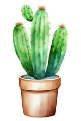 PNG Cactus plant white background houseplant.