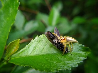 "Macro Close-Up of a Jumping Spider Preying on a Black Soldier Fly on a Green Leaf in Nature"