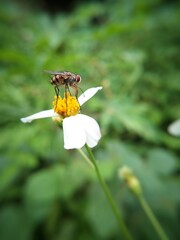 Detailed Macro Photography of a Fly Resting on a Wildflower, Showcasing the Intricate Details of Nature&rsquo;s Smallest Pollinators
