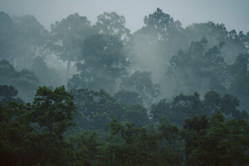 In the morning fog of the tropical rainforest, mist curled around wild green plants and trees, creating a mystical landscape that showcased nature's vibrant beauty in the jungle.