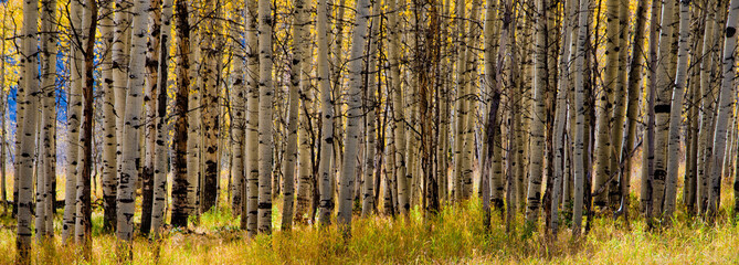 a line of aspen trees, Utah aspens in the Fall, horizontal, a line of trees, Utah, Fall trees, texture, tree branches