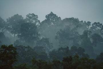 In the morning fog of the tropical rainforest, mist curled around wild green plants and trees, creating a mystical landscape that showcased nature's vibrant beauty in the jungle.
