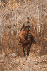 Fototapeta premium woman riding bay quarter horse through aspen trees in mountain forest 