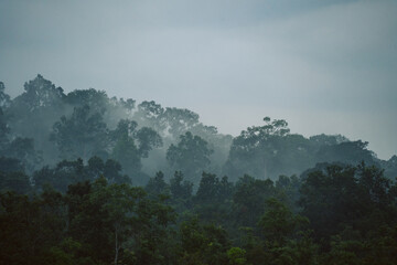 In the morning fog of the tropical rainforest, mist curled around wild green plants and trees, creating a mystical landscape that showcased nature's vibrant beauty in the jungle.