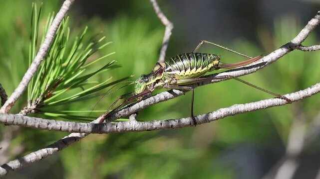 Grillo Neocallicrania Steropleurus sobre ramas de pino mecidas por el viento en el parque natural Sierra de mariola, Espa&ntilde;a