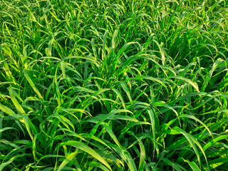 Green grass background of pearl millet or pennisetum glaucum crop in the field. 