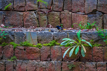 old stone wall and a blue bird and plant. Picture clicked at Yercaud hill station, Tamil Nadu, India