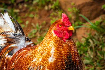 Rooster in the farm. Clicked at Yercaud hill station. India
