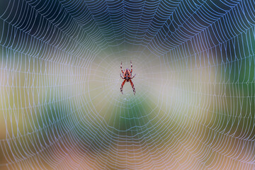 spider in the web