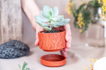 A hand lifts a small red terracotta pot with a juicy green succulent and soil above the tray....