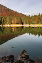 Foliage in the woods of Julian Alps