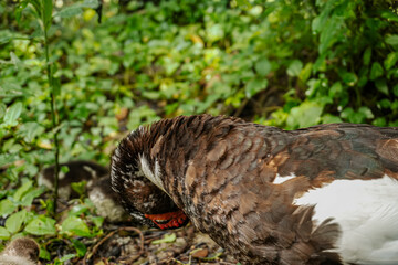 Resting Goose Amidst Lush Greenery 