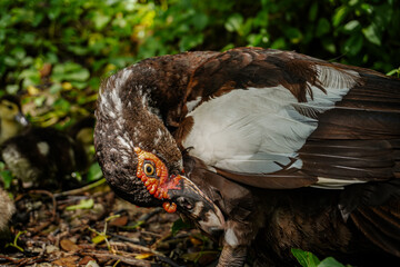 Nesting Duck: A close-up portrait of a brown and white duck preening its feathers in a lush green forest setting, showcasing the intricate details of its plumage and the serene beauty of nature.