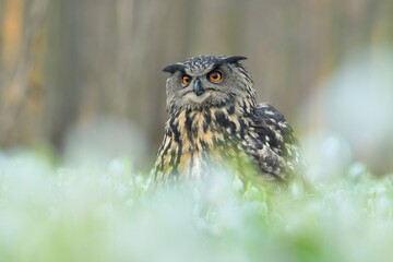 Eurasian eagle-owl Bubo bubo bird young northern owl feather snowdrop dusty fluff wild nature...