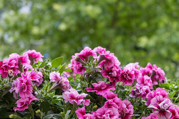 Balcony flower in a box. White Petunia.