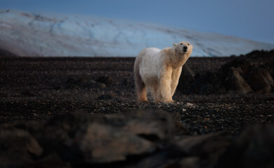 Polarbear on black rocks at dawn in Svalbard