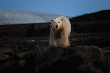 Polarbear on black rocks at dawn in Svalbard