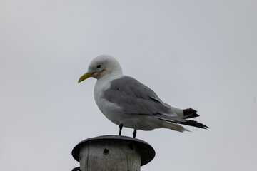 Seagull bird or seabird standing feet on sea beach. Close up view of white gray bird seagull in sea rock. Wild seagull portrait on natural blue sky background. Sea gull bird animal closeup isolated