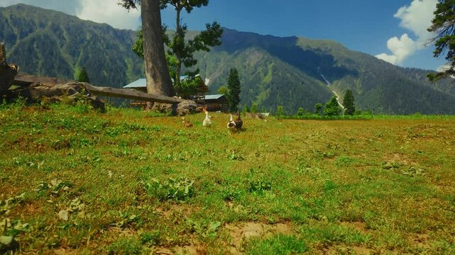 Ducks running in a grass field in Arang Kel village in Neelum valley in Azad Kashmir, Pakistan