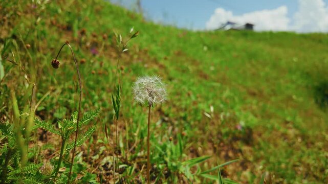 Closeup footage of a dandelion flower in a grplain on a sunny day in Arang Kel village, Pakistan