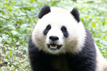 Close up Female Panda, Qing Bao, Panda Paradise, CHINA