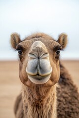 Obraz premium Close-up of a camel's face with soft fur and curious expression in a desert environment