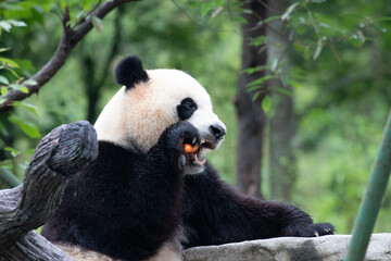Male Panda Returned from USA, Xiao Qi Ji, Wolong Panda Base, China