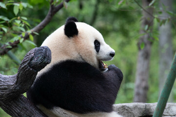 Male Panda Returned from USA, Xiao Qi Ji, Wolong Panda Base, China
