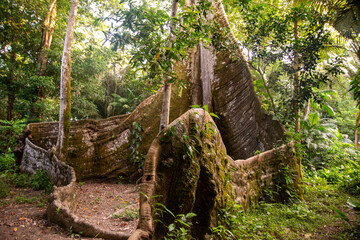 Samaúma, ou Sumaúma, a grande árvore da Floresta Amazônica, conhecida no local como "a muralha", esta árvore está situada em uma comunidade no município de Afuá, Pará, norte do Brasil. 2024/10