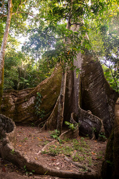 Sama&uacute;ma, ou Suma&uacute;ma, a grande &aacute;rvore da Floresta Amaz&ocirc;nica, conhecida no local como "a muralha", esta &aacute;rvore est&aacute; situada em uma comunidade no munic&iacute;pio de Afu&aacute;, Par&aacute;, norte do Brasil. 2024/10