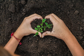 Child holding soil and plant in hands. Selective focus.