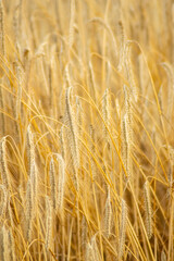 Wheat field in summer waiting the harvest. Ecology and climate change concept
