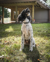 Beautiful English springer spaniel sitting in the grass on autumn 