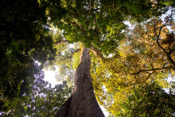 Samaúma, ou Sumaúma, a grande árvore da Floresta Amazônica, conhecida no local como "a muralha", esta árvore está situada em uma comunidade no município de Afuá, Pará, norte do Brasil. 2024/10