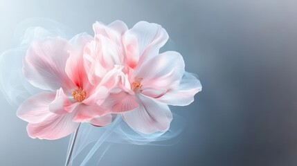 Delicate red cyclamen flowers in soft lighting against a silver background highlighting their translucent texture in a macro perspective