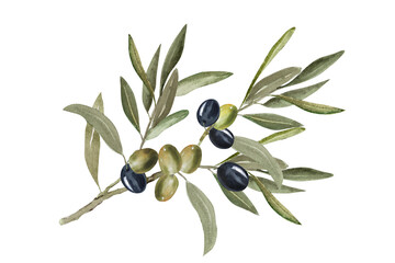 Watercolor illustration of olive branch with olives, with ripe and green olives.