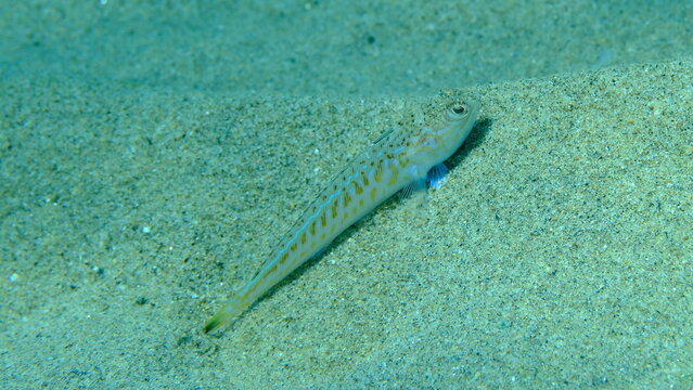 Weever or greater weever (Trachinus draco) undersea, Aegean Sea, Greece, Halkidiki, Pirgos beach