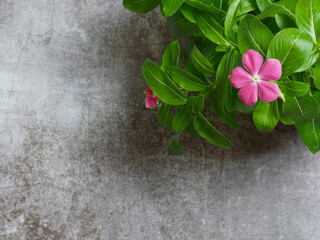 Vinca, plant with pink flowers on gray stone background, copy space. Zenith view.