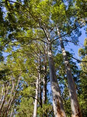 Fototapeta premium Tall eucalyptus trees with green foliage and clear blue sky in a forest setting
