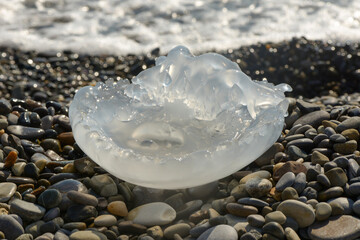 Large jellyfish on the seashore. Transparent jellyfish on rocks.