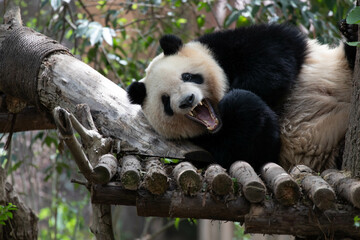 Funny Pose of Giant Panda, Chengdu, China
