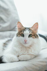 Gorgeous white and brown-spotted cat lounging on a cozy armchair, basking in the comforts of home. Its peaceful demeanor radiates utter happiness and satisfaction