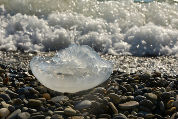 Large jellyfish on the seashore. Transparent jellyfish on rocks.