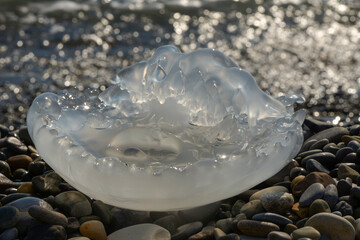 Large jellyfish on the seashore. Transparent jellyfish on rocks.