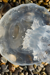 Large jellyfish on the seashore. Transparent jellyfish on rocks.