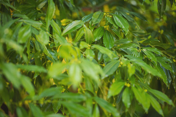 Obraz premium Green leaves on the branches. Cocculus laurifolius inflorescence. leaves of laurel green. 