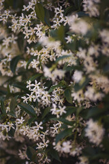 closeup of white jasmine in bloom, woman picking the jasmine. White flowers in a park 